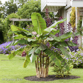 Japanse Bananenplant Ever Red - Willemse