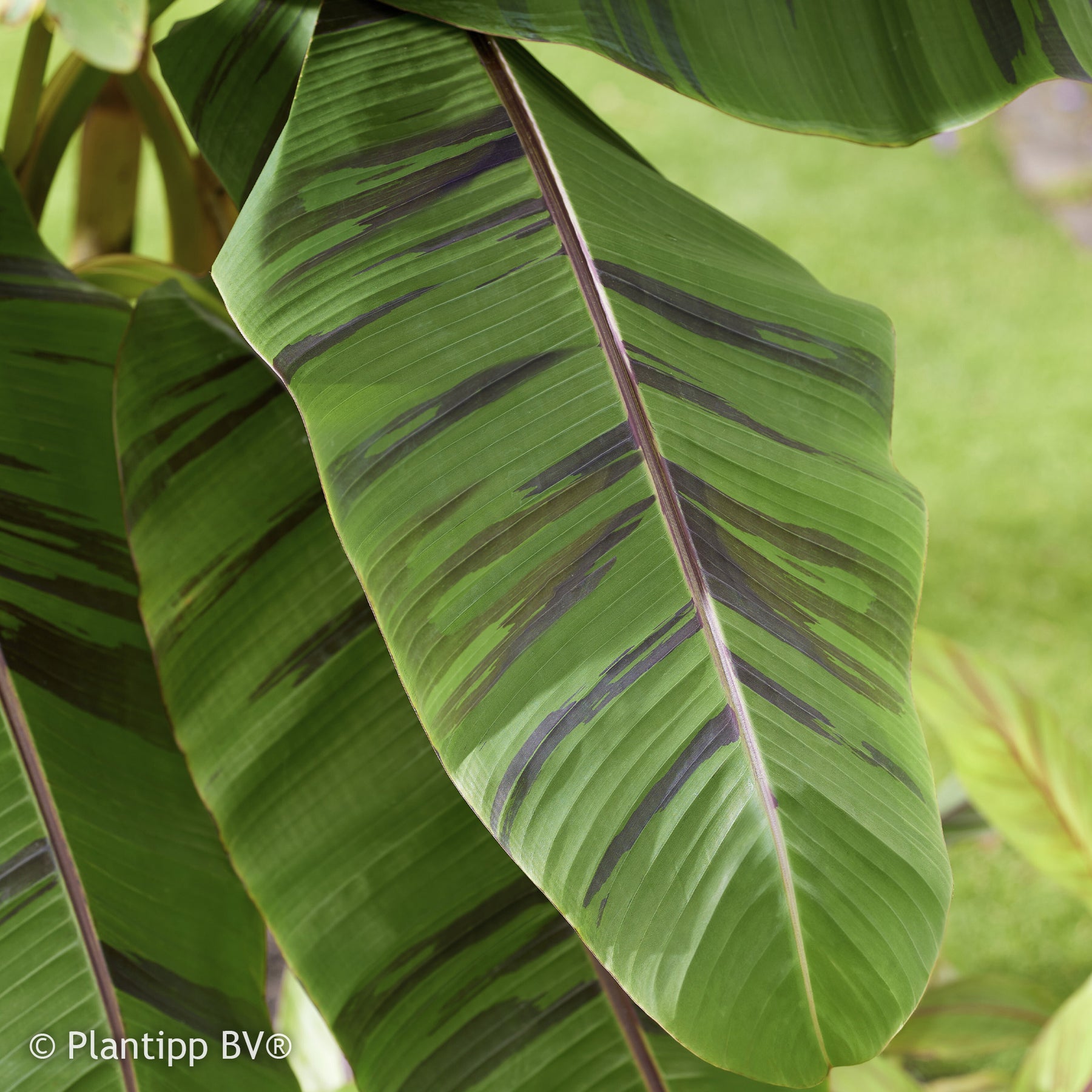 Verkoop Japanse Bananenplant Ever Red - Musa sikkimmensis Ever Red
