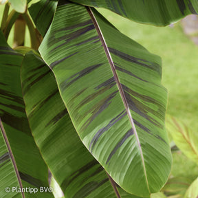 Verkoop Japanse Bananenplant Ever Red - Musa sikkimmensis Ever Red