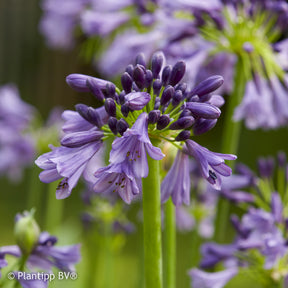 Afrikaanse lelie 'Star poppin Purple® - Willemse
