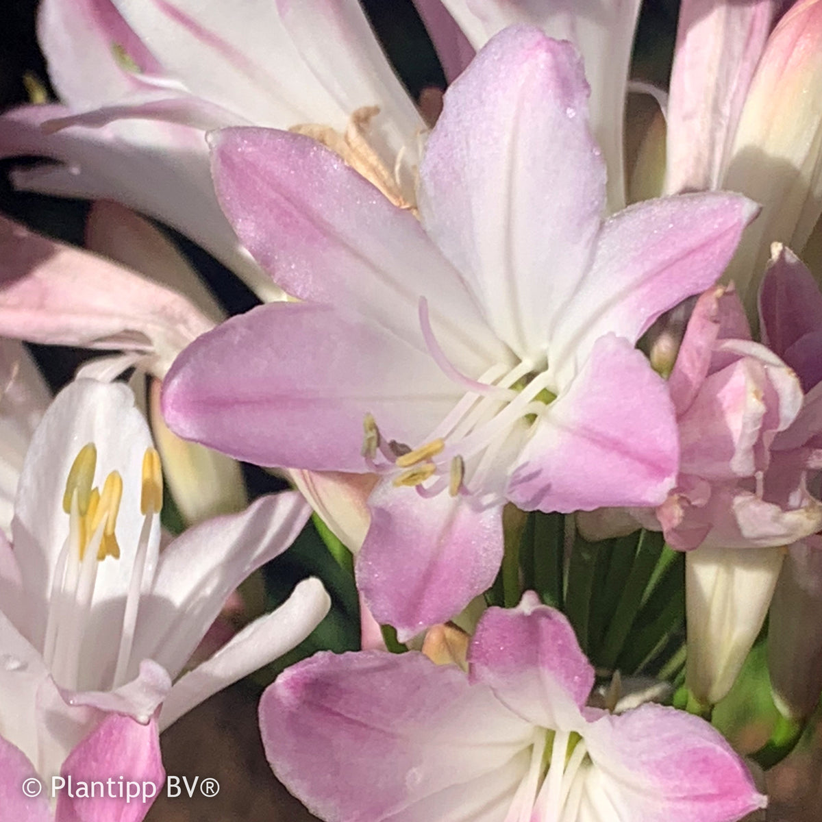 Afrikaanse lelie 'Blush Pink' - Willemse