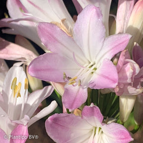 Afrikaanse lelie 'Blush Pink' - Willemse