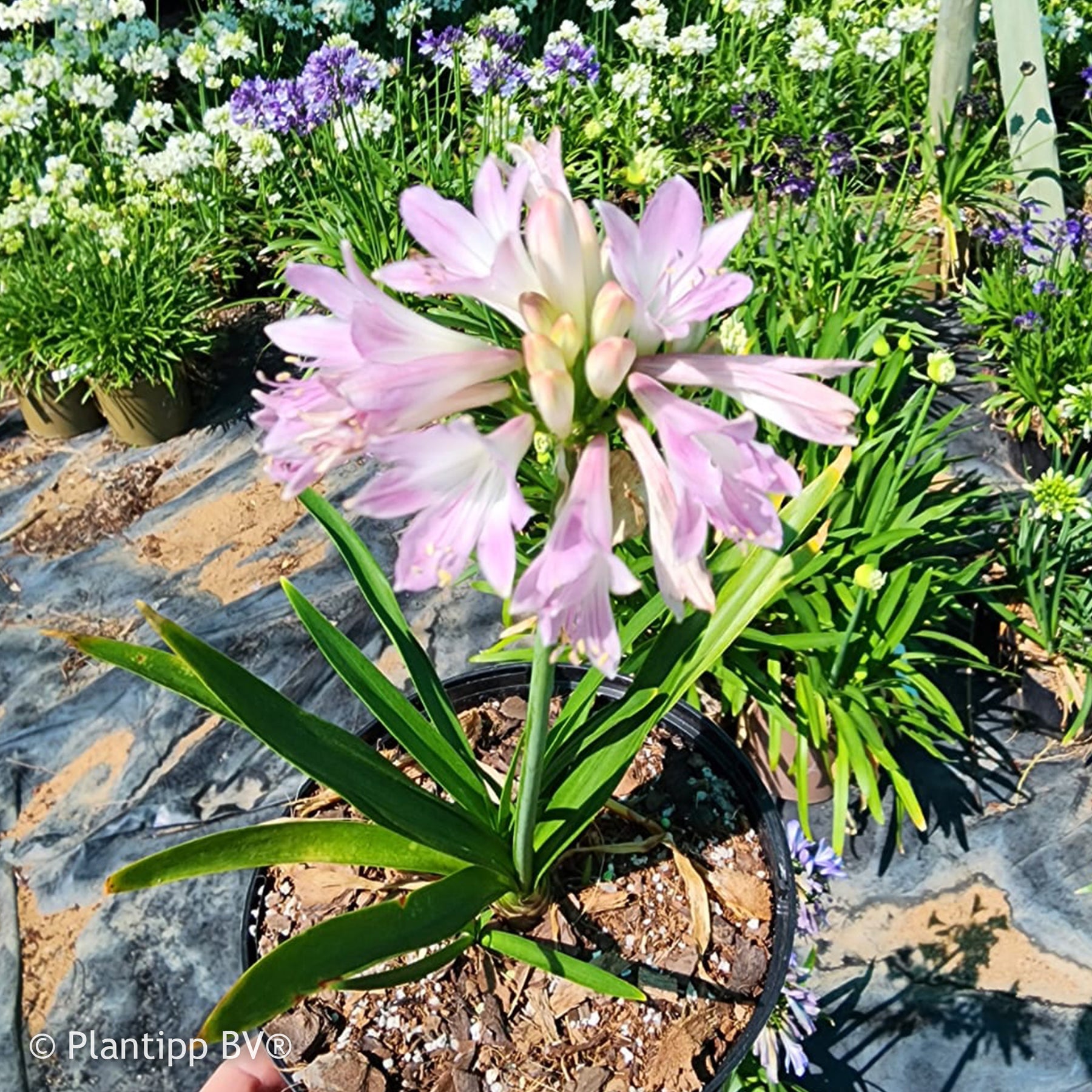 Afrikaanse lelie 'Blush Pink' - Agapanthus Blush Pink - Willemse