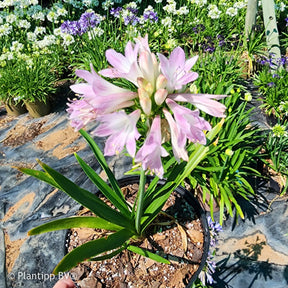 Afrikaanse lelie 'Blush Pink' - Agapanthus Blush Pink - Willemse