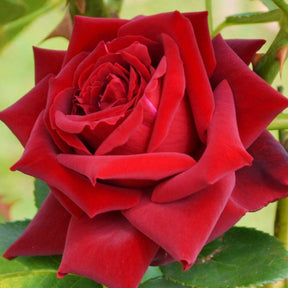 Grootbloemige roos 'Grande Amore' - Rosa Grande Amore ® - Willemse