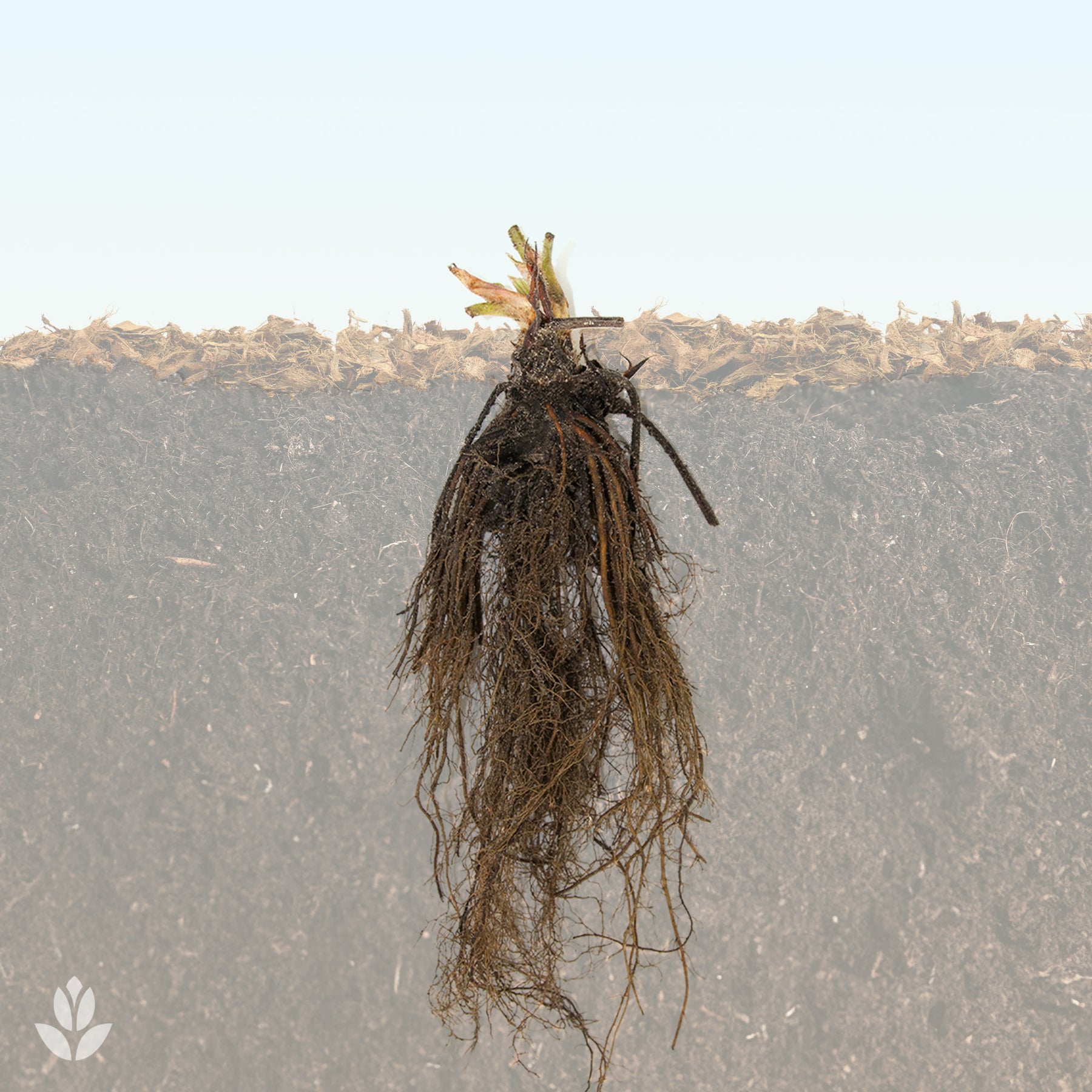 Aardbei 'Gigantella Maxim' (x20) - Fragaria maxim