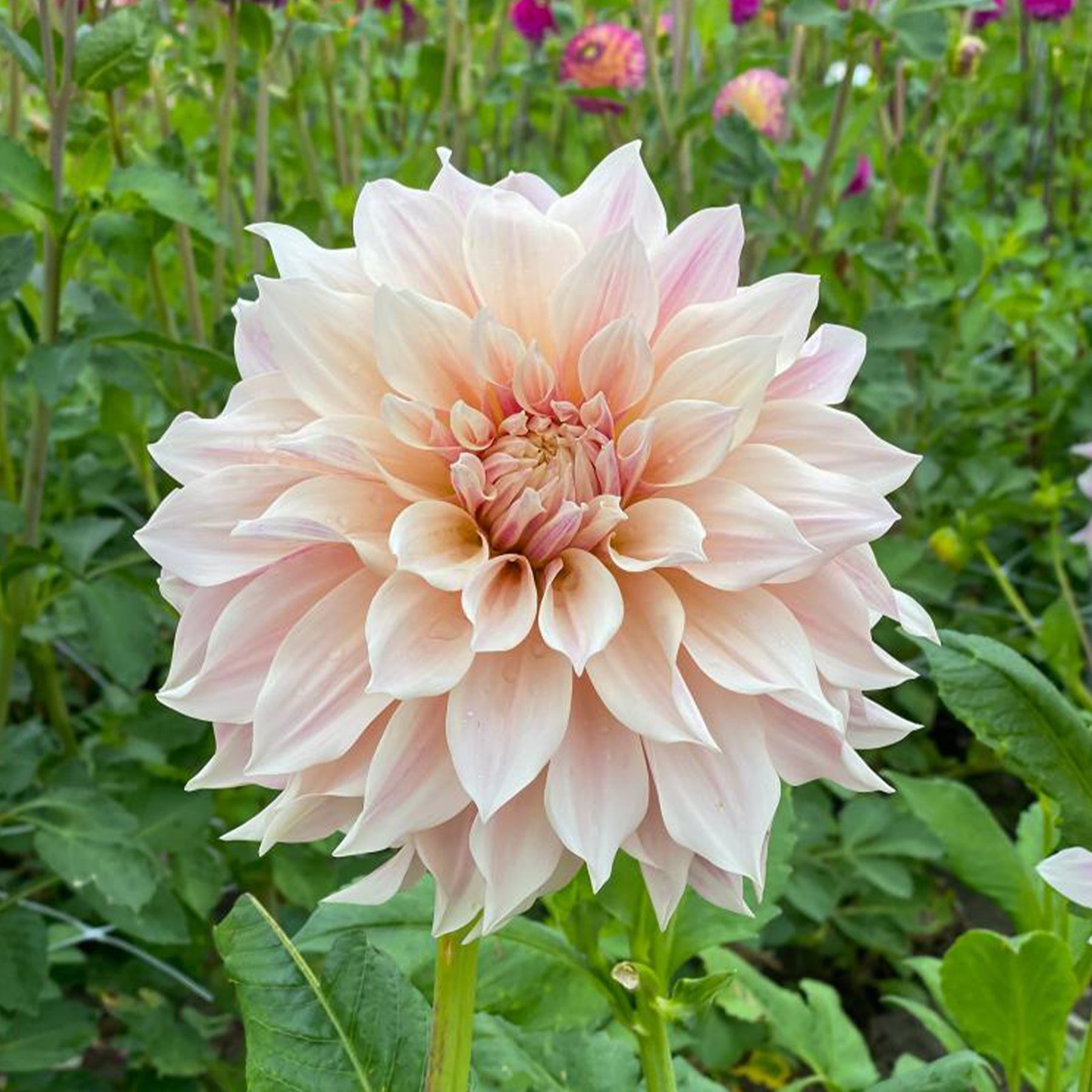 Dahlia  - Dahlia's 'Café au Lait' (x3) - Dahlia Café au Lait