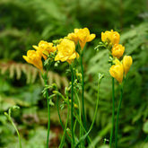 Dubbele gele freesia's (x25) - Freesia Double Jaune - Willemse