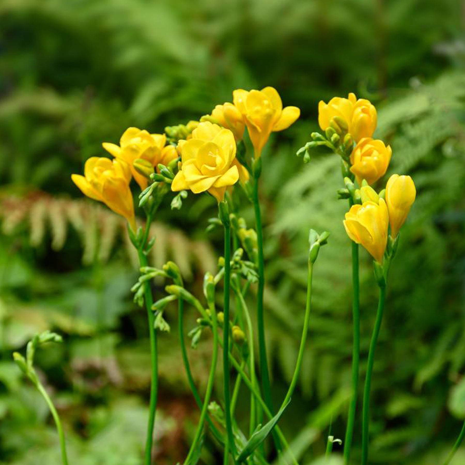 Dubbele gele freesia's (x25) - Freesia Double Jaune - Willemse