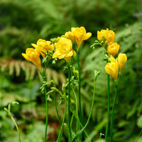 Dubbele gele freesia's (x25) - Freesia Double Jaune - Willemse