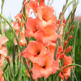 Gladiolen 'Peter Pears' (x25) - Gladiolus Peter Pears - Willemse