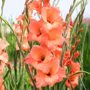 Gladiolen 'Peter Pears' (x25) - Gladiolus Peter Pears - Willemse