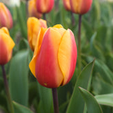 8 Darwintulpen Lalibela Salmon - Tulipa darwin hybrid Lalibela Salmon  - Willemse