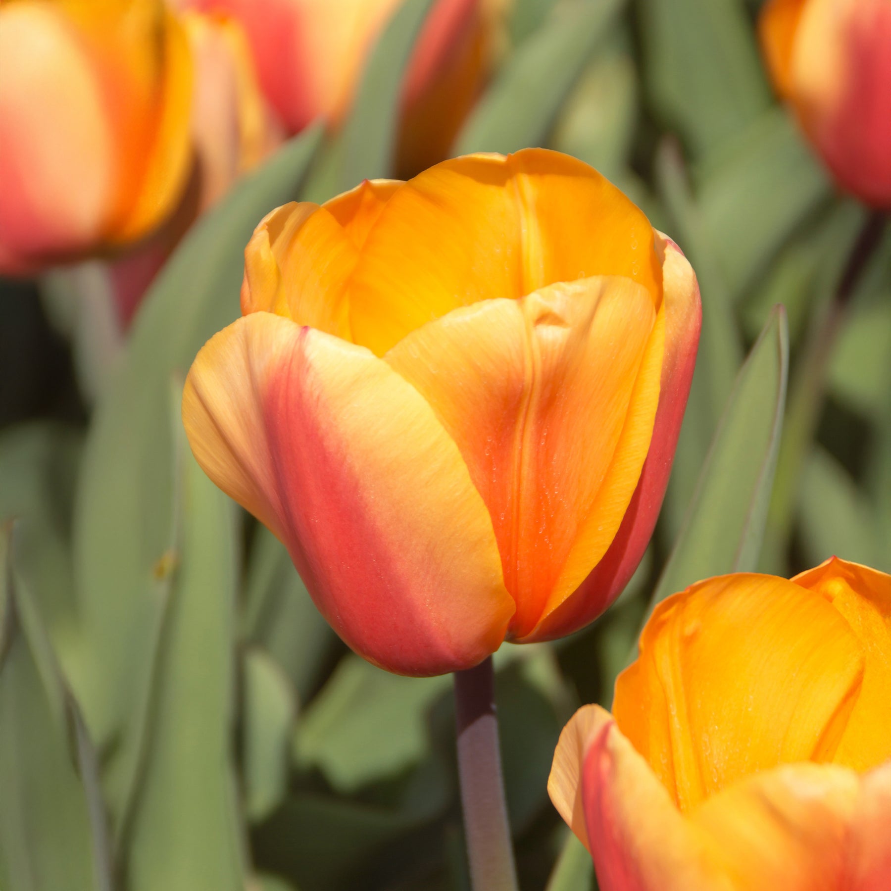 Tulipa darwin hybrid Lalibela Salmon  - 8 Darwintulpen Lalibela Salmon - Tulpen