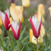 12 Tulpen Peppermint Stick - Willemse