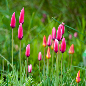 12 Tulpen Peppermint Stick - Tulipa peppermint stick - Willemse