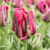 8 Papegaaitulpen Red Madona - Tulipa parrot Red Madona - Willemse