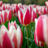 8 Darwintulpen Candy Apple Delight - Tulipa darwin hybrid candy apple Delight - Willemse