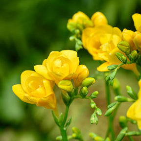 Bloembollen - Mix Freesia + Sparaxis + Dahlia (x30) - Bloembollen borderpakket - Willemse