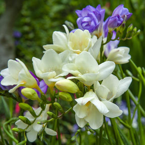 Verkoop Bloembollen - Mix Freesia + Sparaxis + Dahlia (x30) - Freesia, sparaxis, dahlia