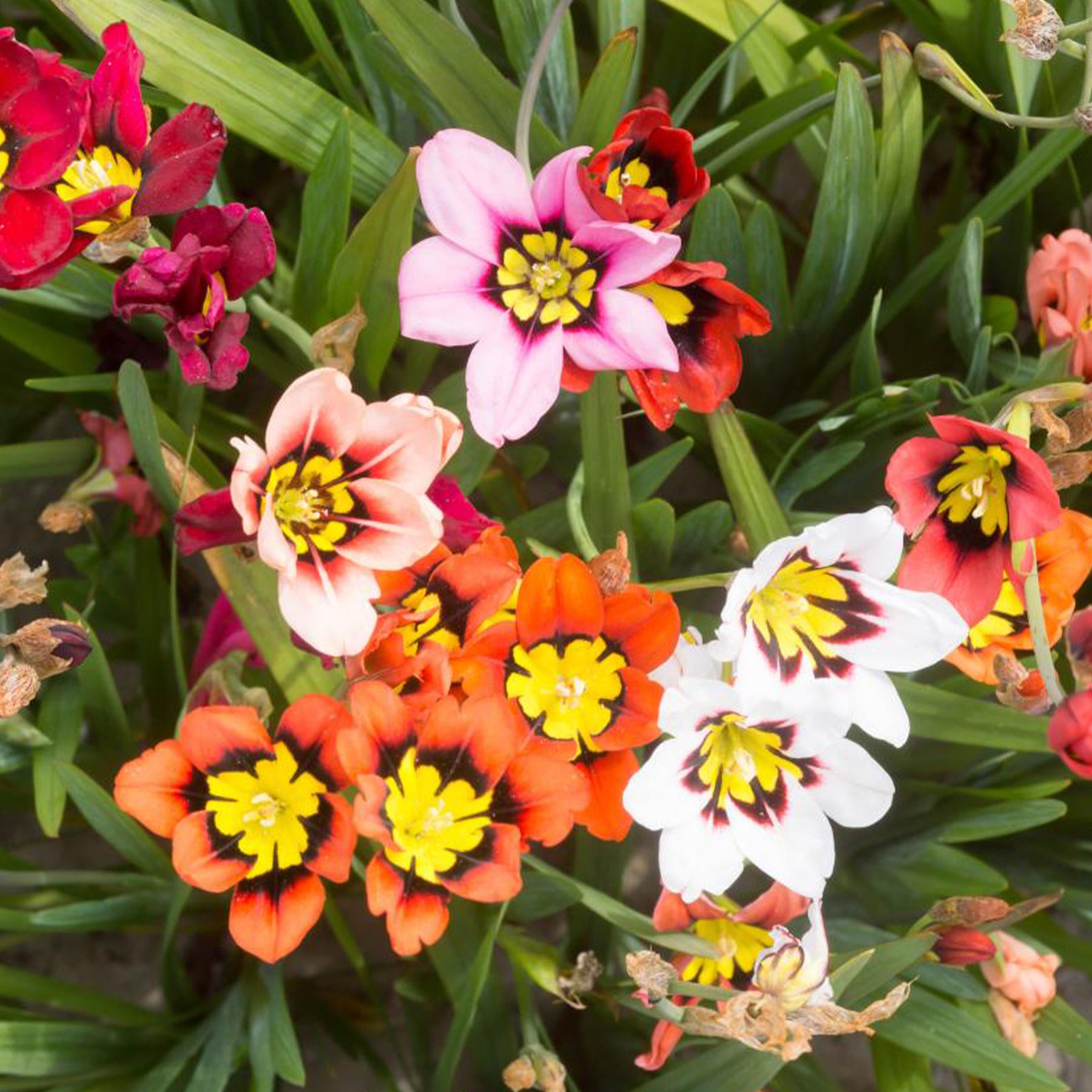 Bloembollen - Mix Freesia + Sparaxis + Dahlia (x30)