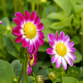 Bloembollen - Mix Freesia + Sparaxis + Dahlia (x30)