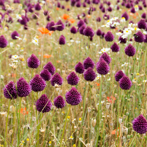 Verkoop 5 vaste planten voor bloemenweide
