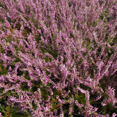 Calluna vulgaris - Dopheide - roze (x3) - Heideplanten