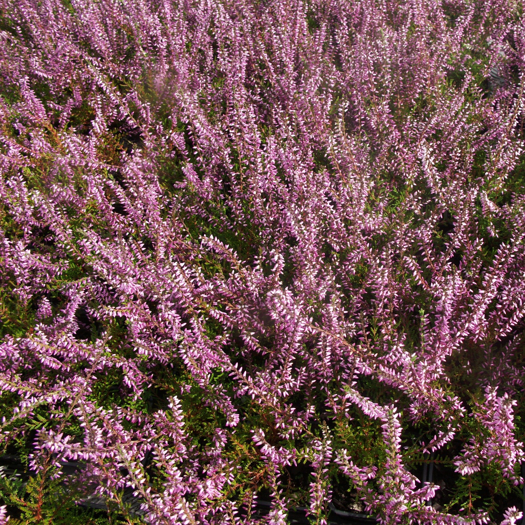 Calluna vulgaris - Dopheide - roze (x3) - Heideplanten