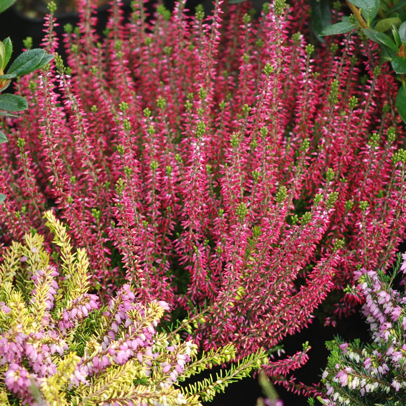 Calluna vulgaris - Struikheide - rood + roze + geel (x6) - Bloeiende vaste planten