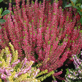 Calluna vulgaris - Struikheide - rood + roze + geel (x6) - Bloeiende vaste planten