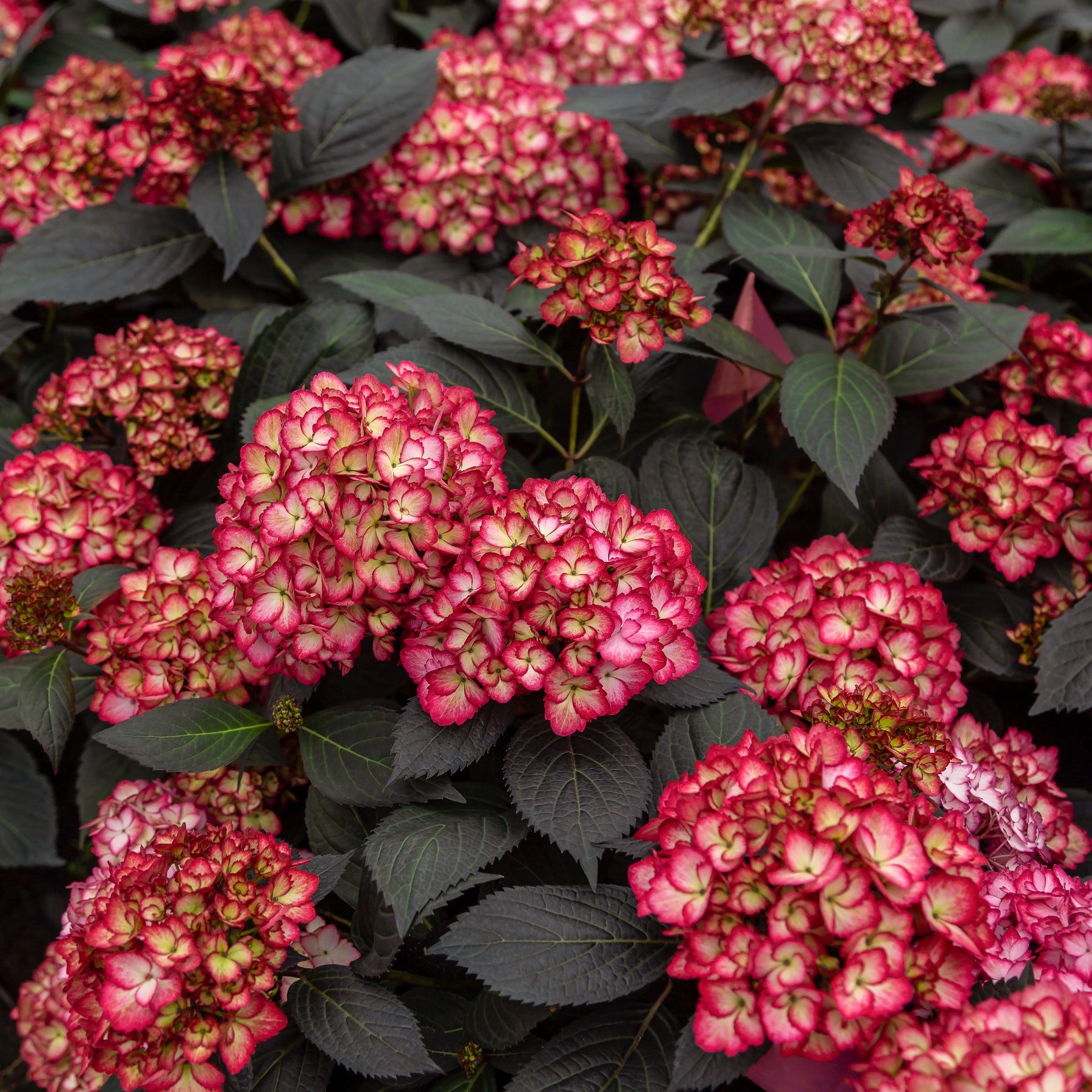 Hortensie 'Eclipse Bailmacseven' - Hydrangea macrophylla Eclipse® ‘Bailmacseven’ - Willemse