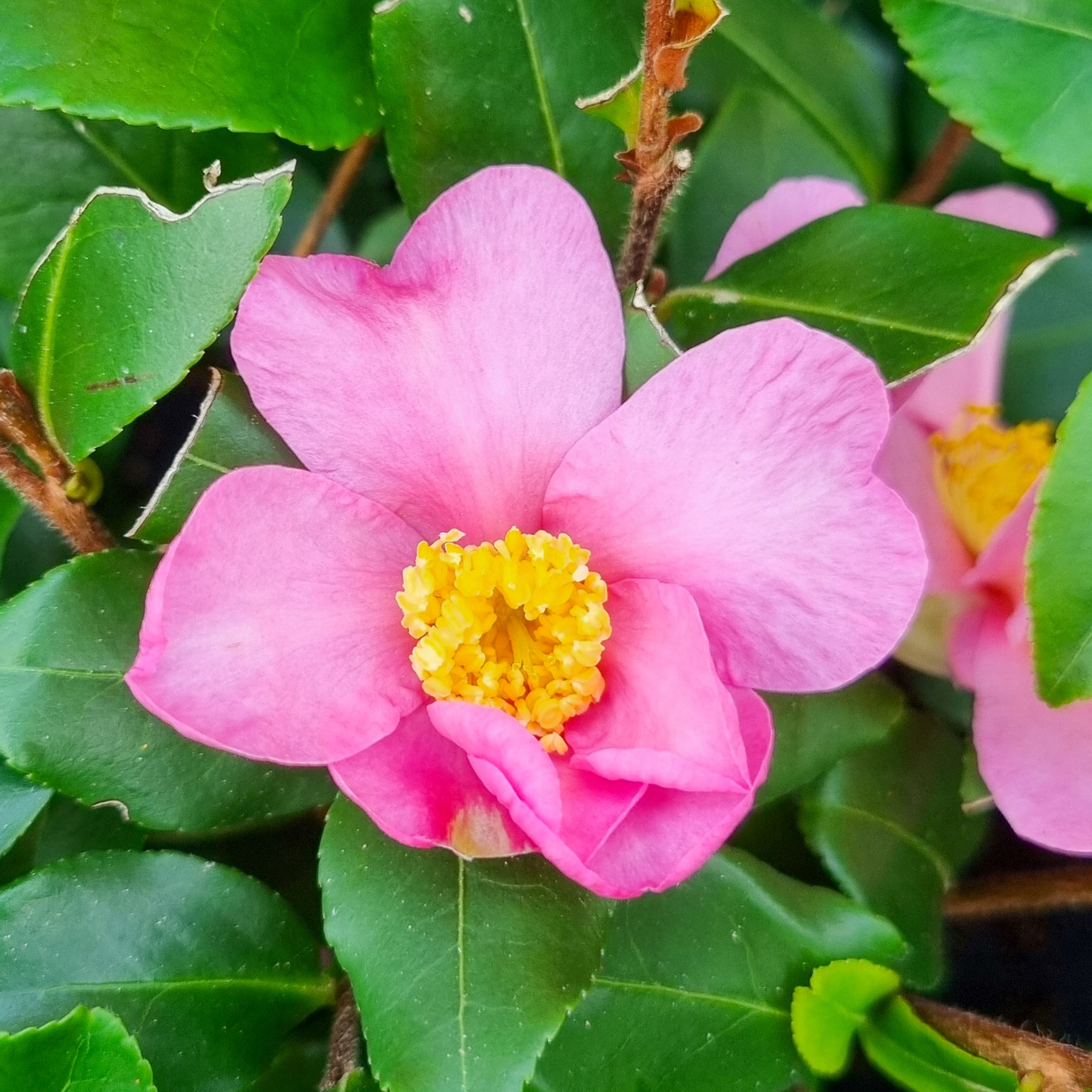 Herfstcamelia