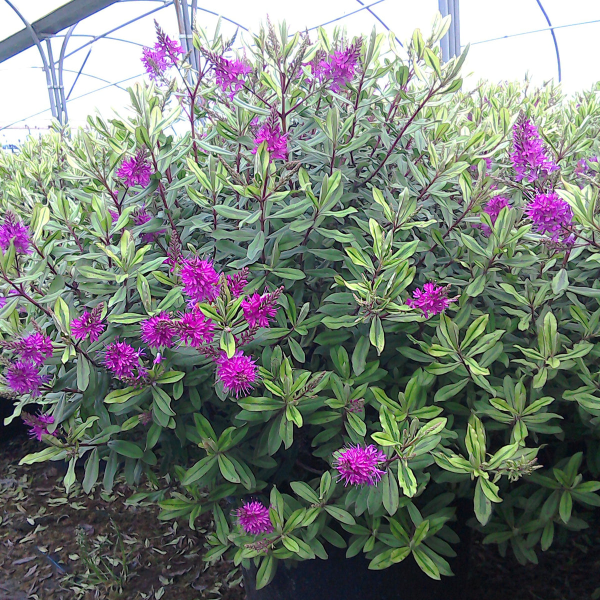 Struikveronica - Willemse