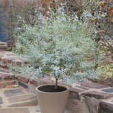 Gomboom 'Fance Bleu'® 'Rengun' - Willemse