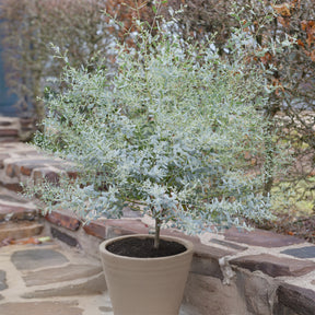 Gomboom 'Fance Bleu'® 'Rengun' - Willemse