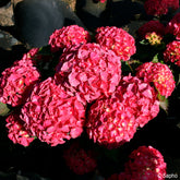 Boerenhortensia Red Ever Belles® - Hydrangea macrophylla Red ever belles ® 'hortmallegretto' - Willemse