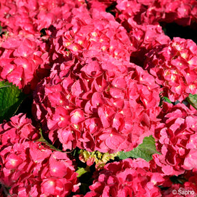 Boerenhortensia Red Ever Belles® - Willemse