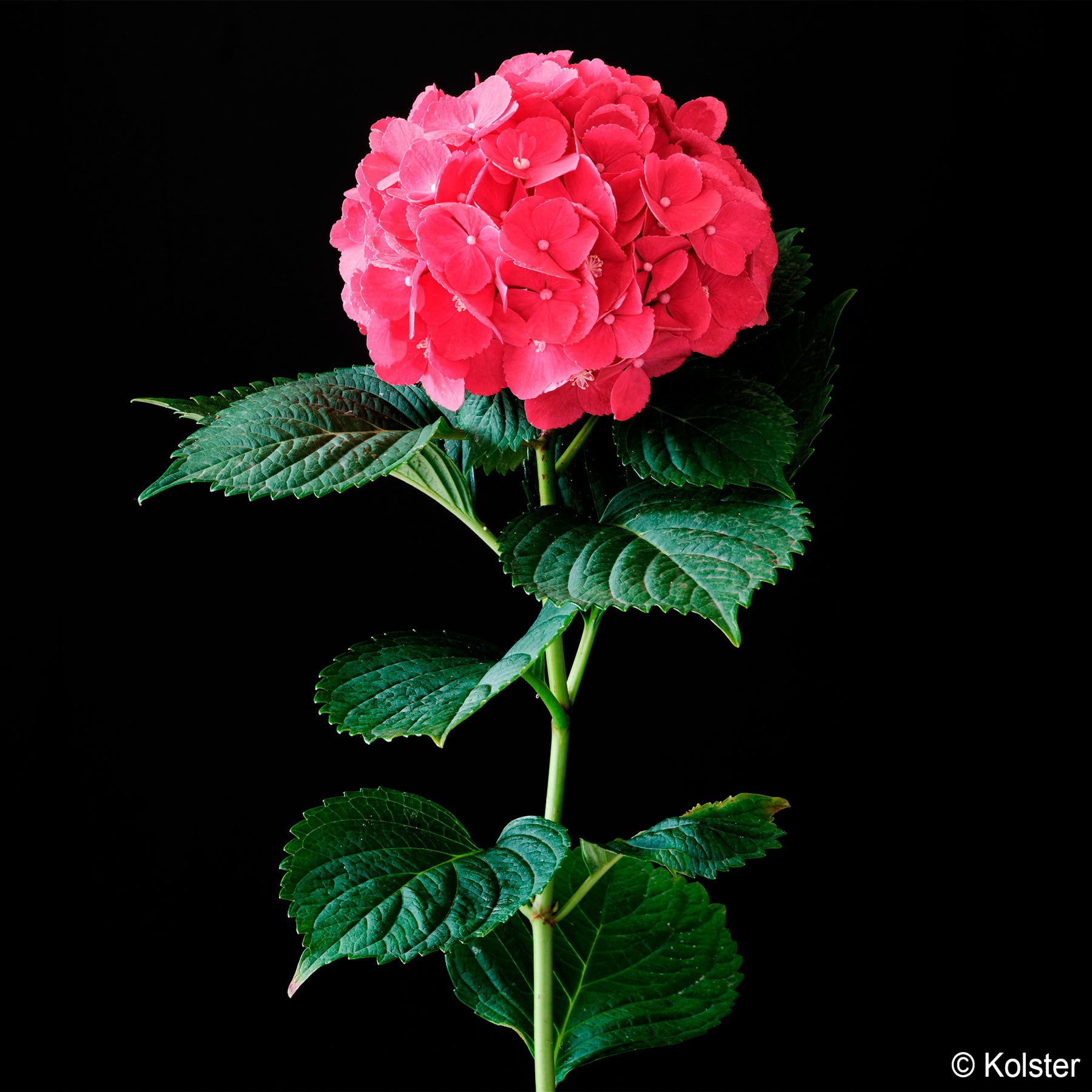 Hydrangea macrophylla Red ever belles ® 'hortmallegretto' - Boerenhortensia Red Ever Belles® - Hortensia macrophylla