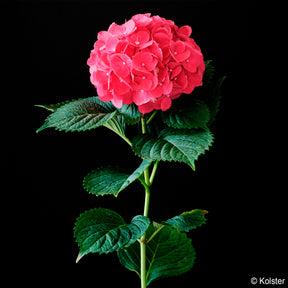 Hydrangea macrophylla Red ever belles ® 'hortmallegretto' - Boerenhortensia Red Ever Belles® - Hortensia macrophylla
