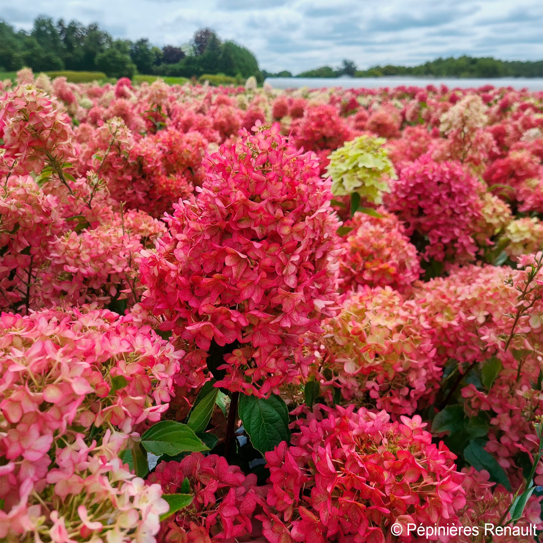 Pluimhortensia Metalica® ‘Renmeta’ - Hydrangea paniculata Metalica® renmeta - Willemse