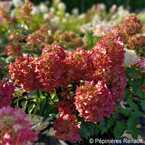 Pluimhortensia - Pluimhortensia Metalica® ‘Renmeta’ - Hydrangea paniculata Metalica® renmeta