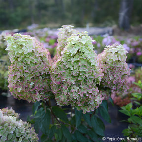 Hydrangea paniculata Metalica® renmeta - Pluimhortensia Metalica® ‘Renmeta’ - Pluimhortensia