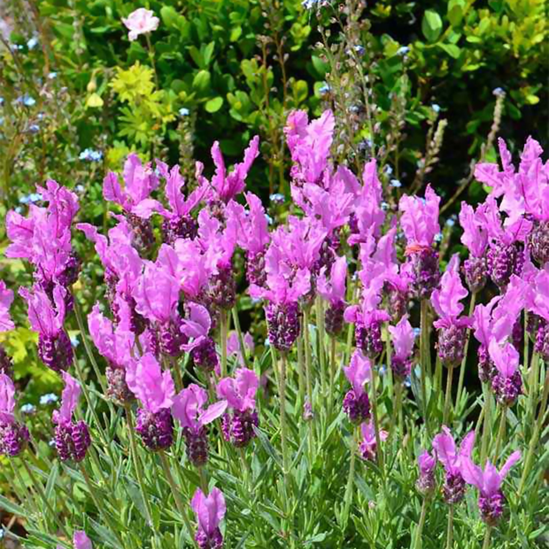 Lavandula stoechas the princess ® lavender 'ib910- - Kuiflavendel 'The Princess ® Lavender' - Lavendel