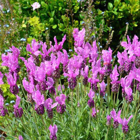 Lavandula stoechas the princess ® lavender 'ib910- - Kuiflavendel 'The Princess ® Lavender' - Lavendel
