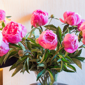 Pioenroos Jacorma - Willemse