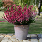 Dopheide (x3) - Willemse