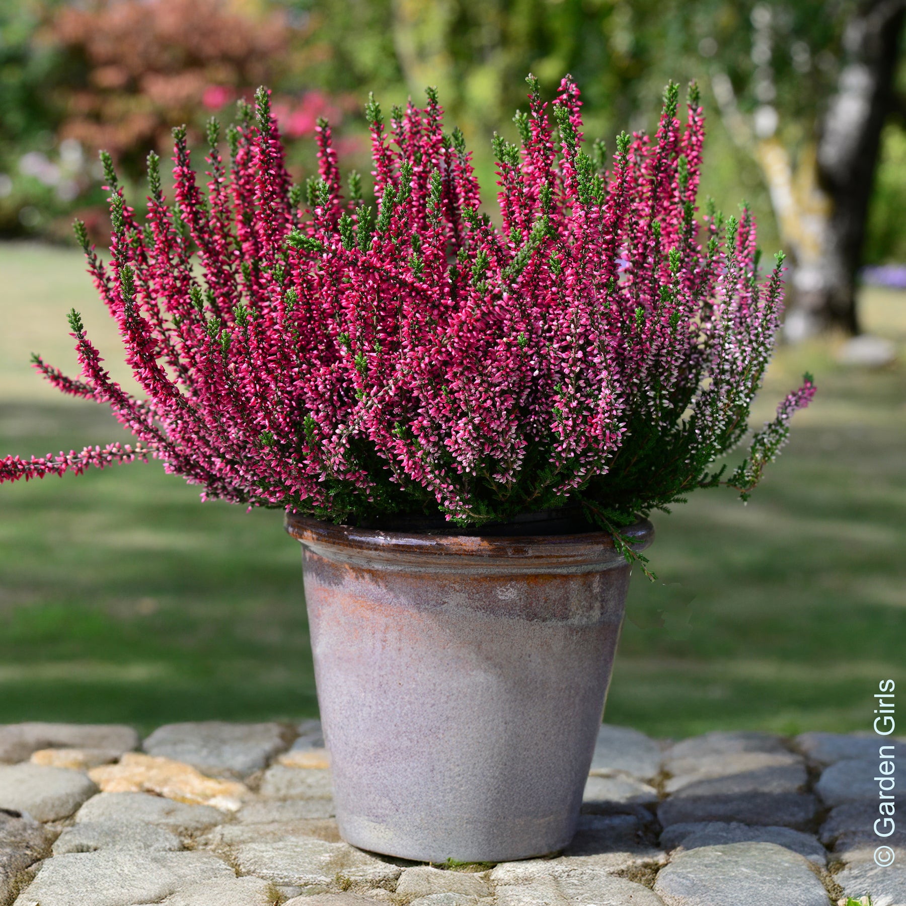 Dopheide (x3) - Willemse