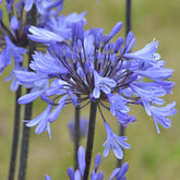 Agapanthus - Afrikaanse lelie Graphite® Blauw TurK8 - Agapanthus Graphite ® Blue Turk8