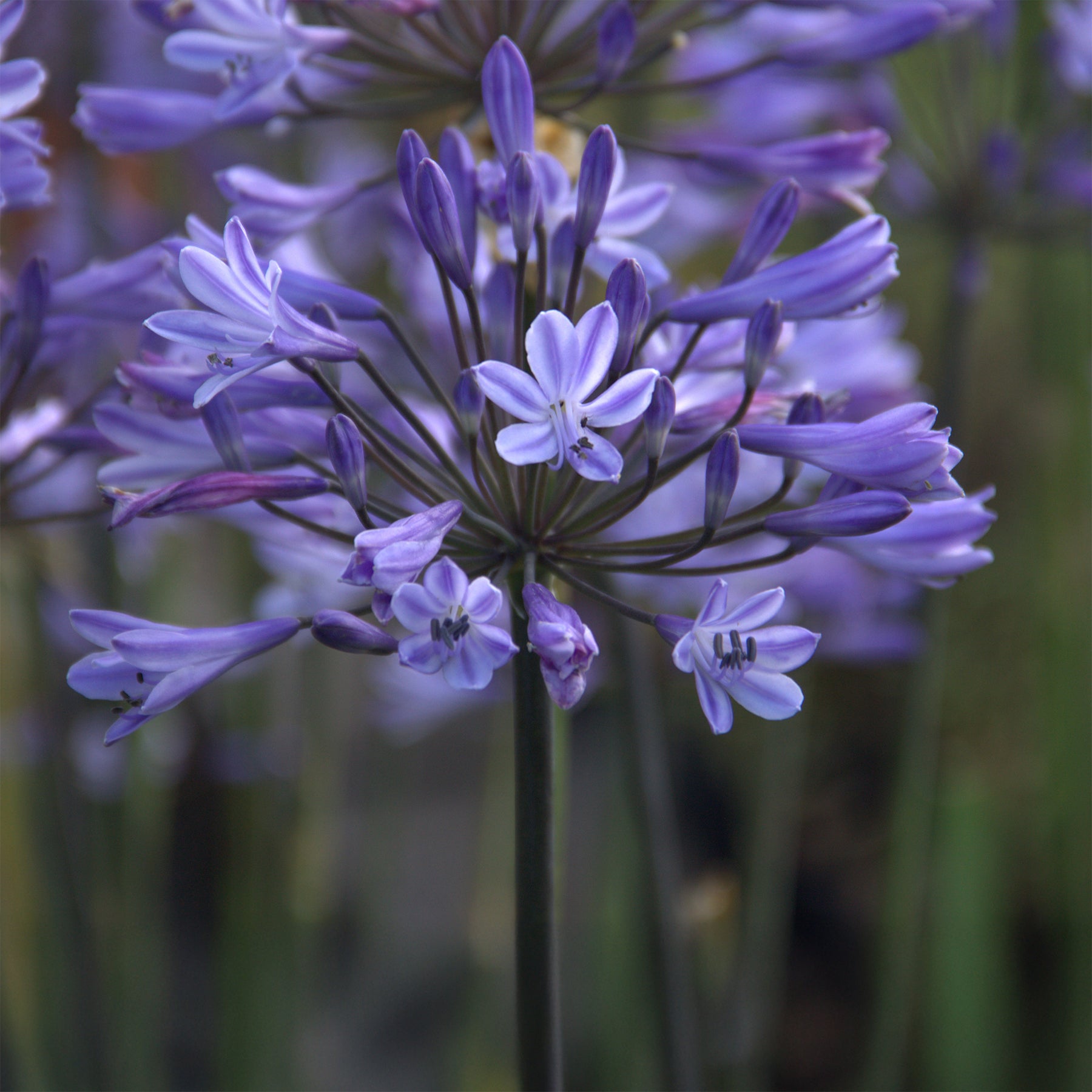 Afrikaanse lelie Graphite® Blauw TurK8 - Agapanthus Graphite ® Blue Turk8 - Willemse